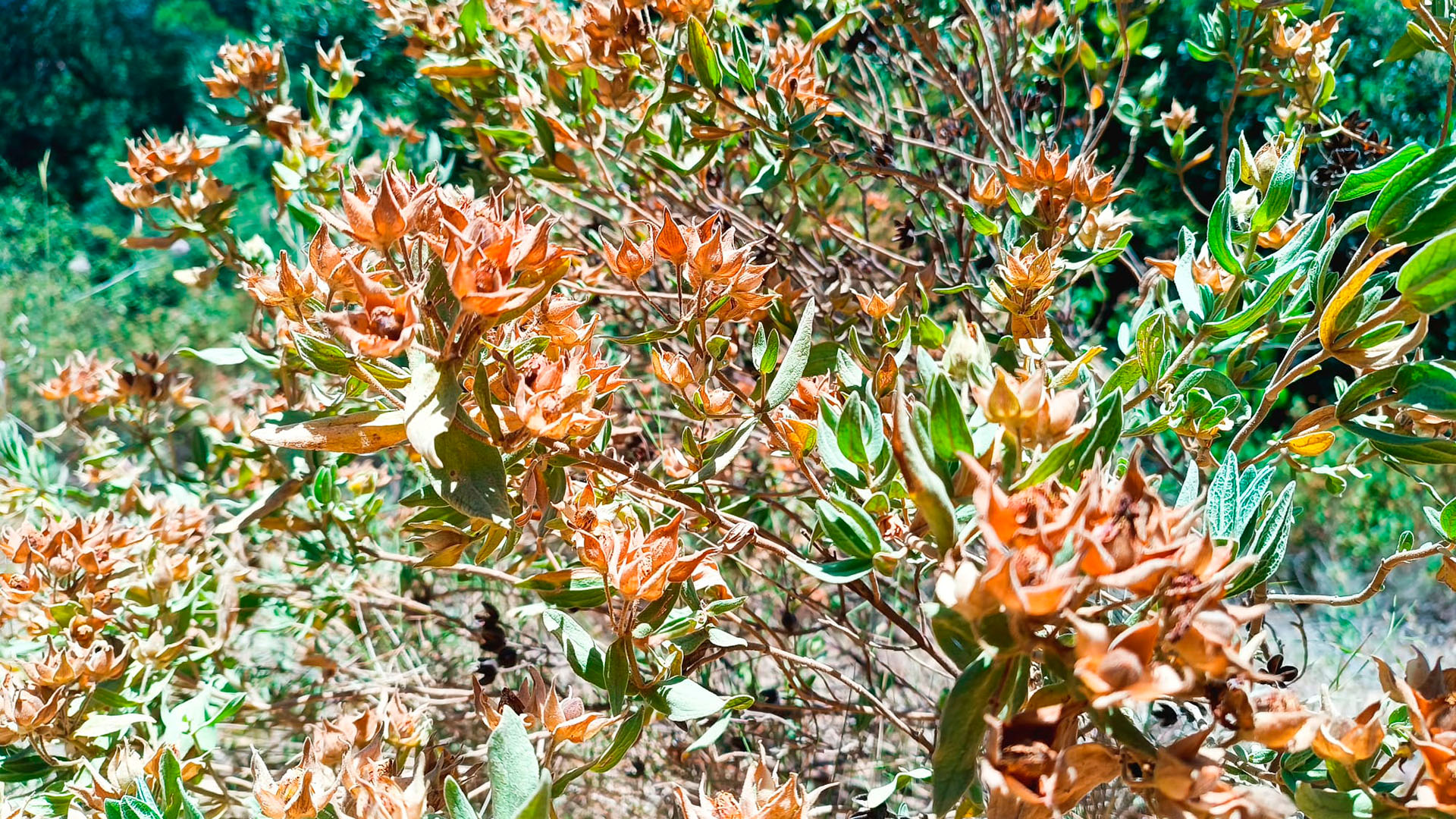 vegetacio mediterrania sequera estratègies