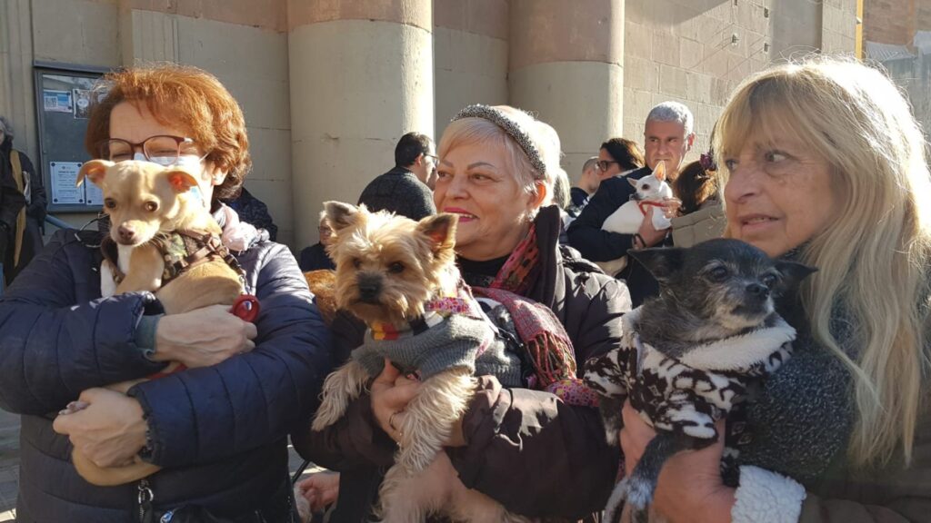 Els Tres Tombs 2023 apleguen 10.000 persones a Sant Andreu | animals, cultura popular, tradicions
