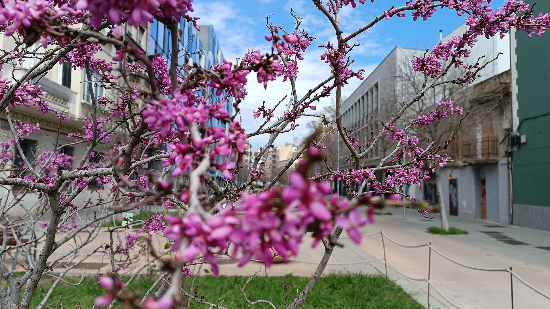 arbre de Judes floració Barcelona primavera març 2025