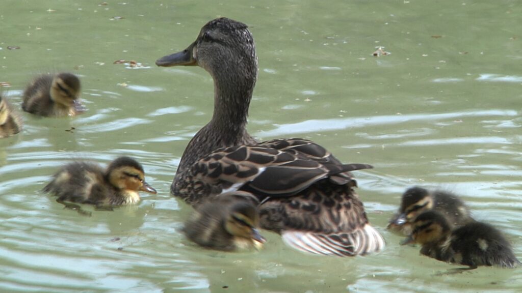 anecs llac jardins baix guinardo
