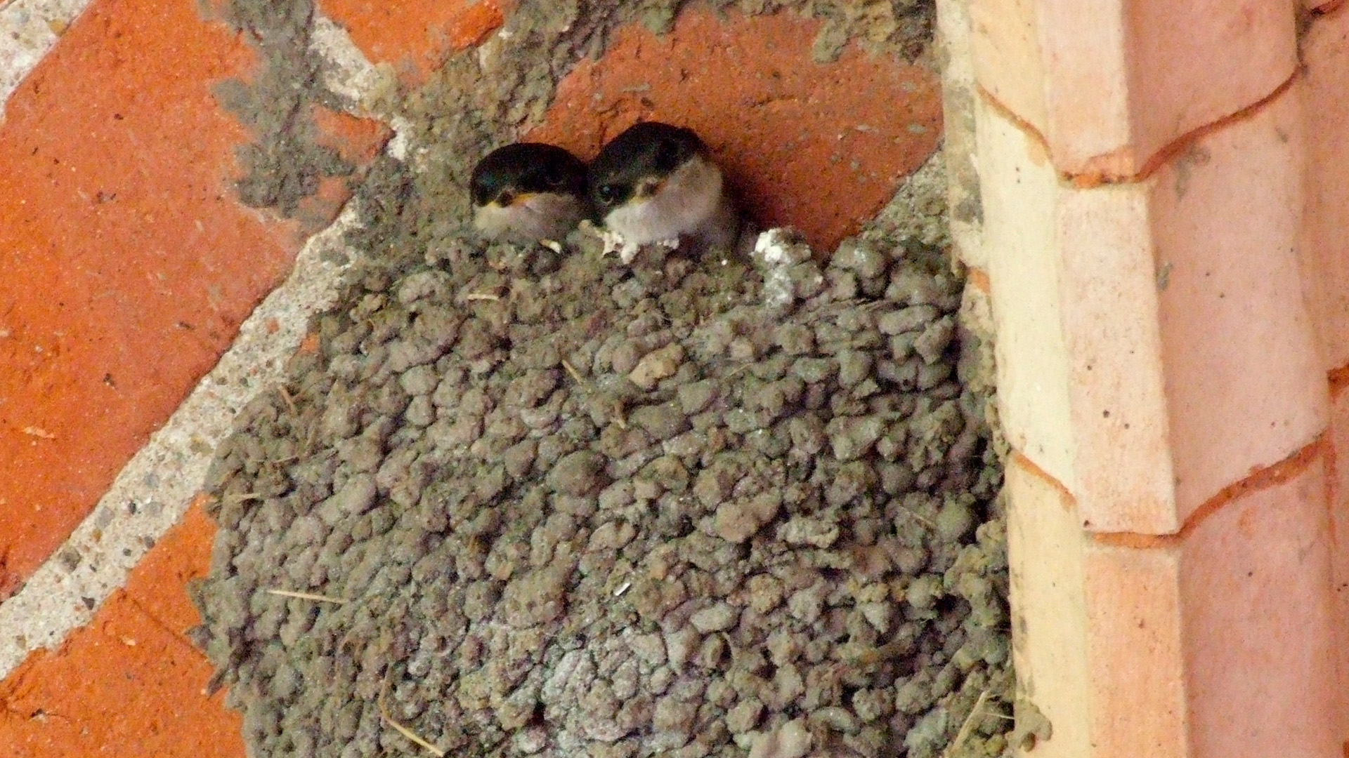 Claus Ableiter Niu d'oreneta cuablanca. Projecte Orenetes