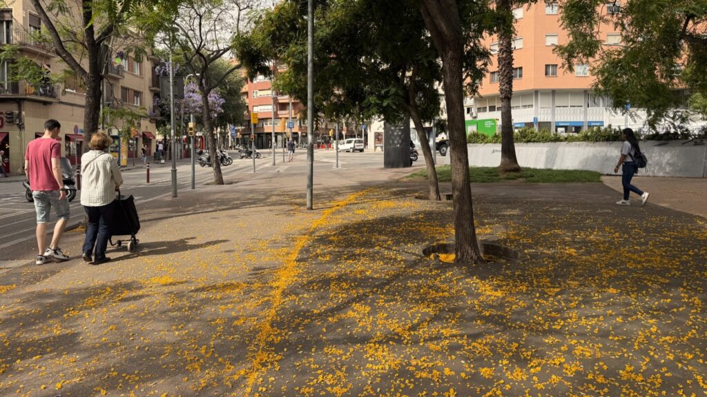 tipuanes-totalment-florides-barcelona-juny