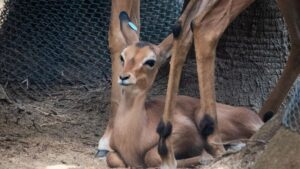 Neix un impala de cara negra al Zoo de Barcelona, una espècie en greu perill d’extinció