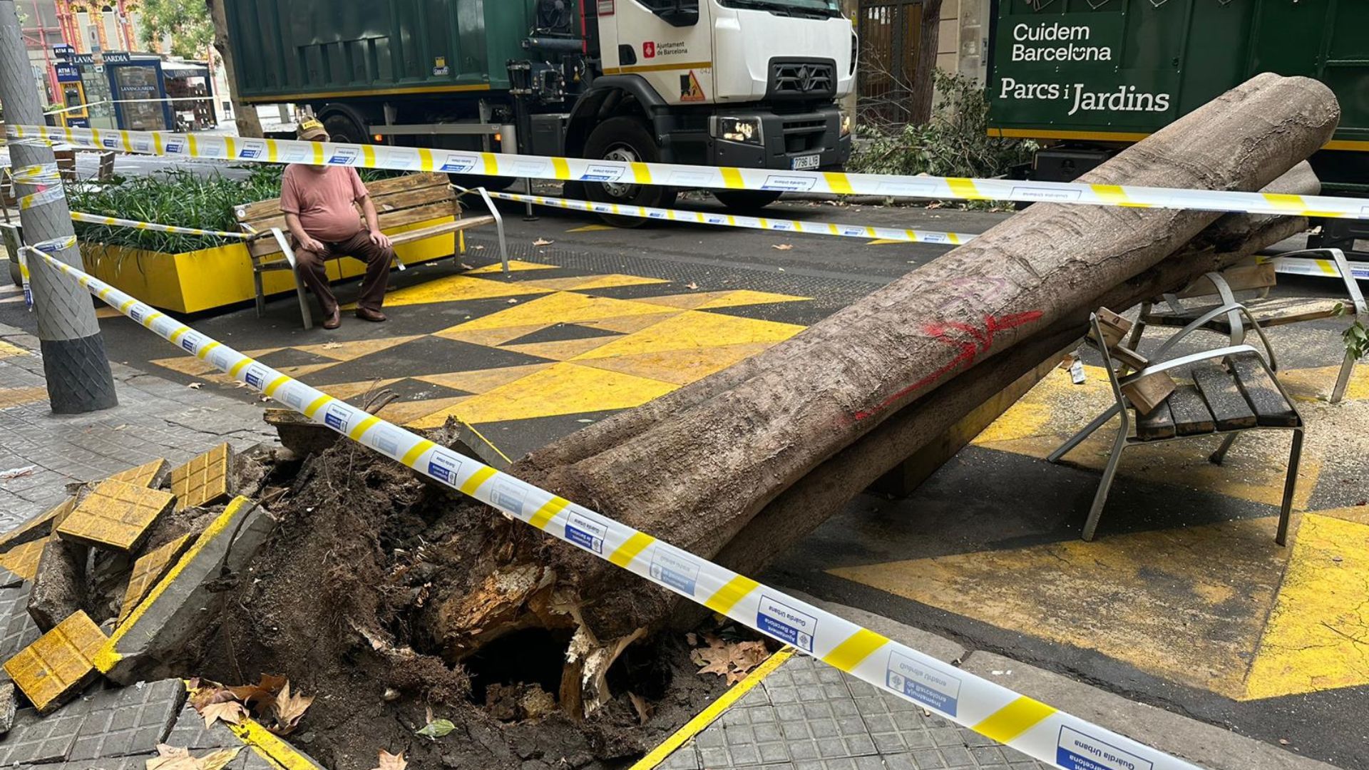 Cau un arbre en mal estat al carrer del Comte Borrell