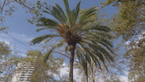 L’Ajuntament comença a revisar 800 palmeres similars a la que va caure i va matar una jove