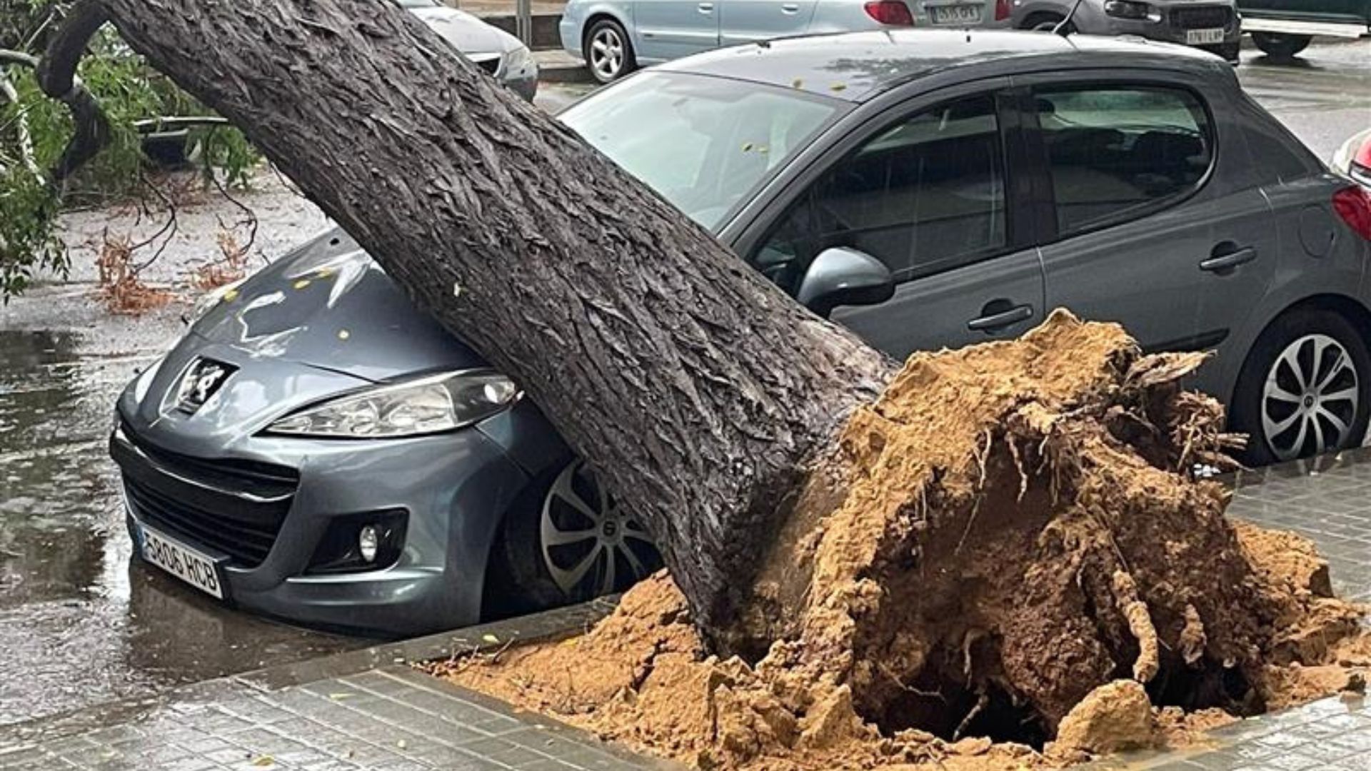ERC demana a l'Ajuntament quines mesures s'han pres per evitar caigudes d'arbres | arbres, ERC, pluja