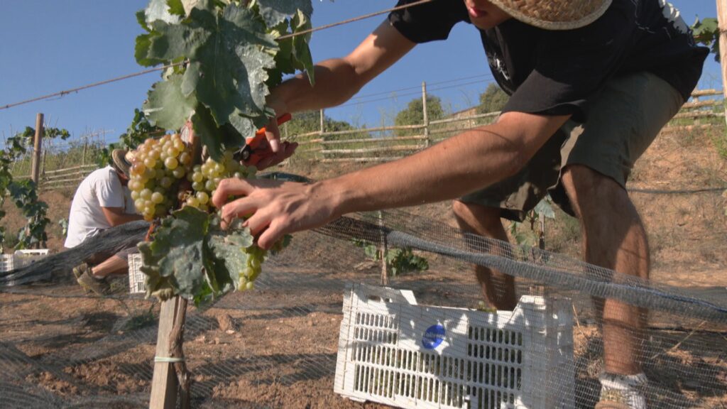 El calendari d'advent del 'B de gust': 24 finestres per salivar i gaudir de la gastronomia | cuina, Nadal, restaurants