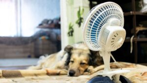 Ja hi ha més pobresa energètica a l’estiu que a l’hivern a Barcelona pel canvi climàtic