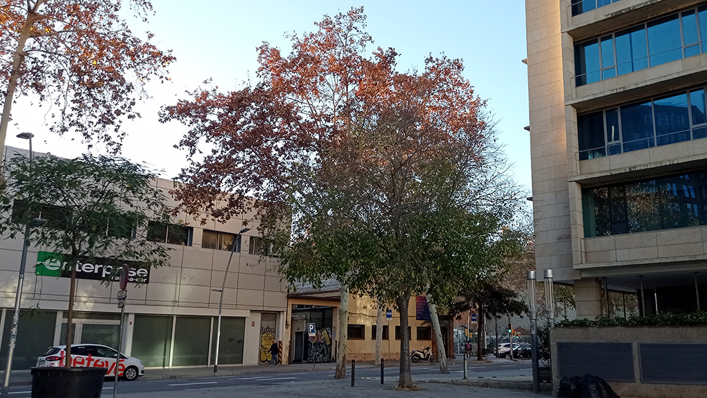 Arbres plens de fulles i ambient primaveral per rebre l'hivern astronòmic a Barcelona | calor, canvi climàtic, sequera