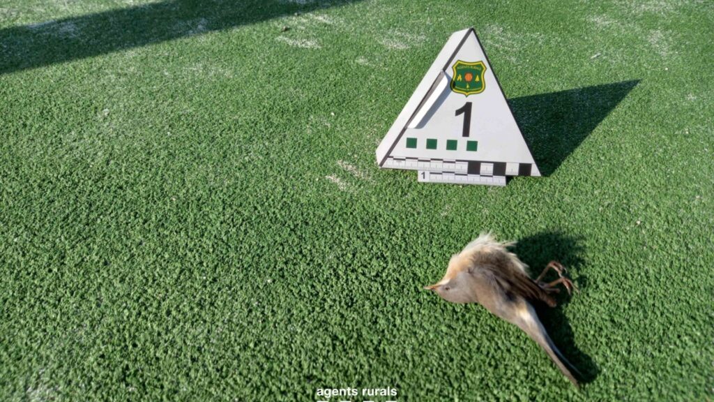 Edificis de vidre i pistes de pàdel: els depredadors invisibles de milers d'aus a Barcelona | Barcelona, delictes, fauna, fiscalia