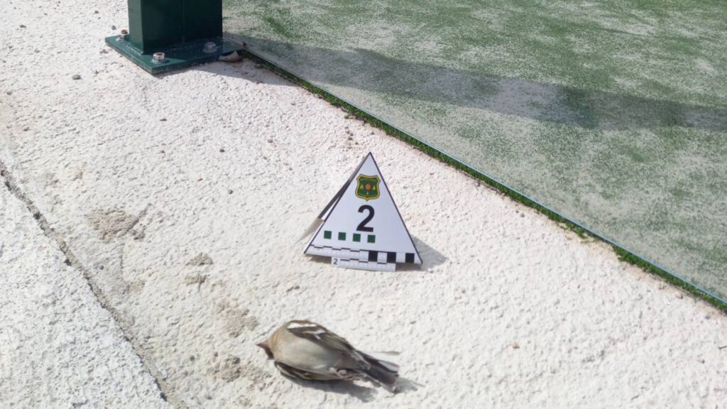 Edificis de vidre i pistes de pàdel: els depredadors invisibles de milers d'aus a Barcelona | Barcelona, delictes, fauna, fiscalia