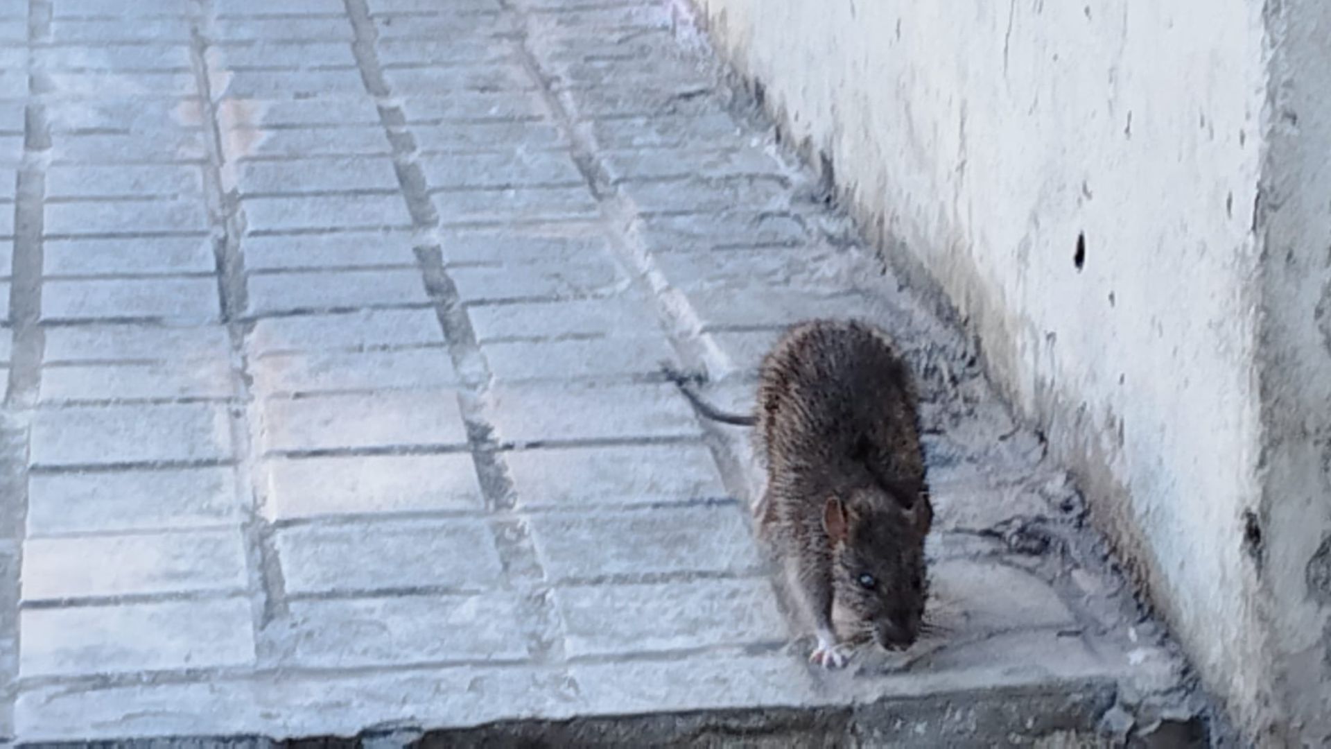 Una plaga de rates a Diagonal Mar angoixa els veïns: "Fan por"