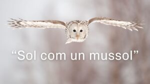 “Dormir la mona”, “sol com un mussol”… Algunes expressions ben animals