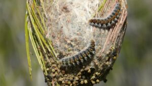 La processionària: tot el que no saps d’aquest insecte, mal anomenat plaga