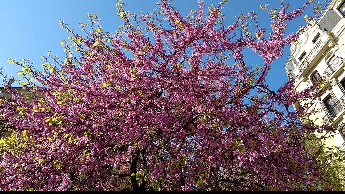 arbre-judes-judea-amor-barcelona-2024-180324.jpg