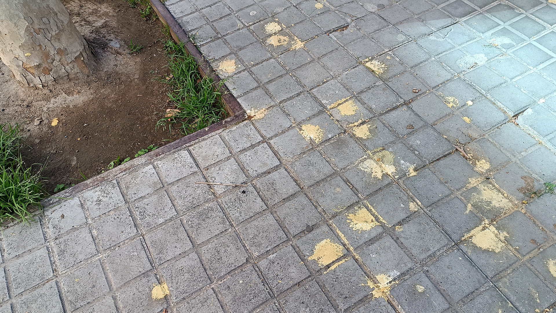 Excrementos amarillos pájaros Barcelona 2024