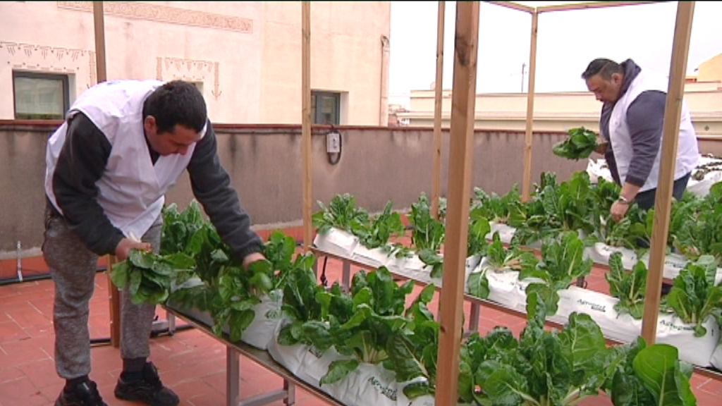 El projecte municipal Horts al terrat guanya el premi Nova Bauhaus de la Unió Europea | discapacitats, horts urbans, premis