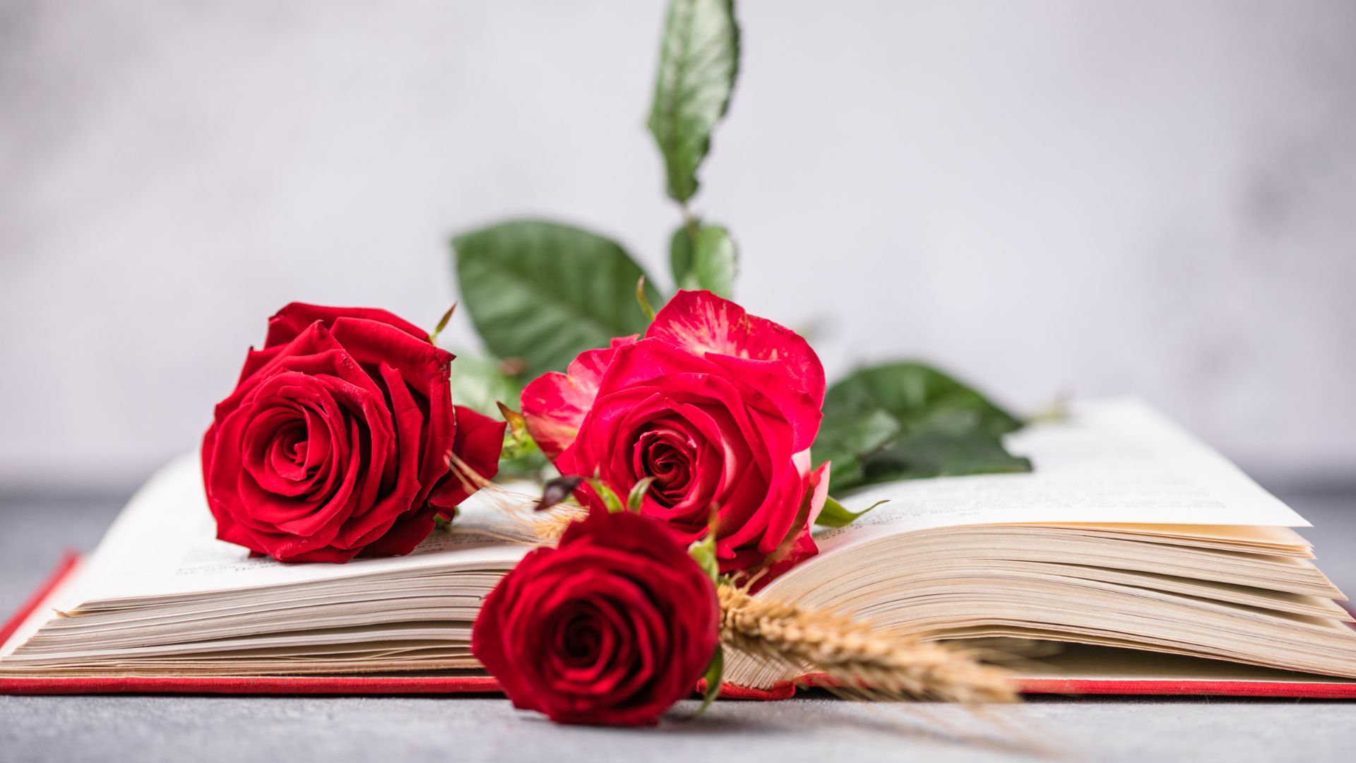 imatges sant jordi