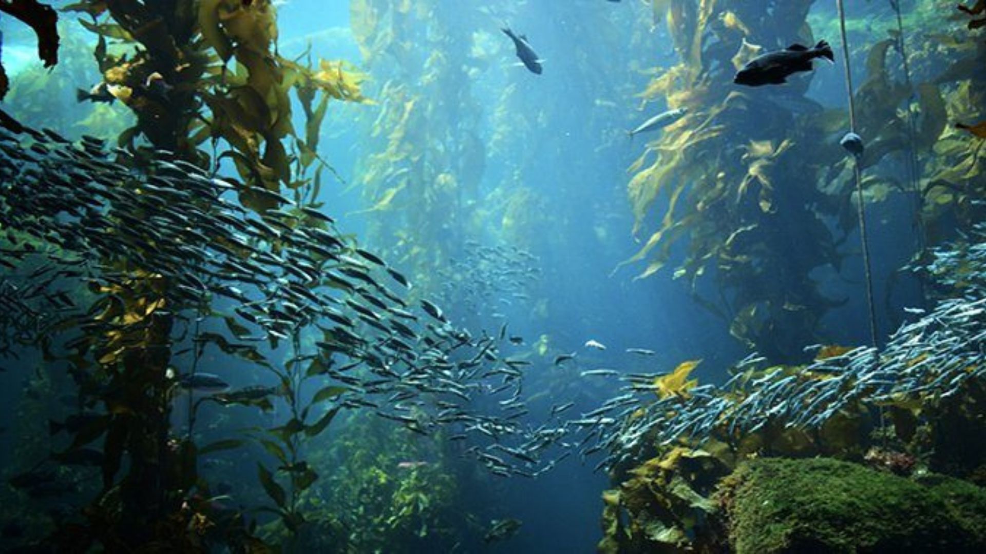 underwater-ocea-120424.jpg