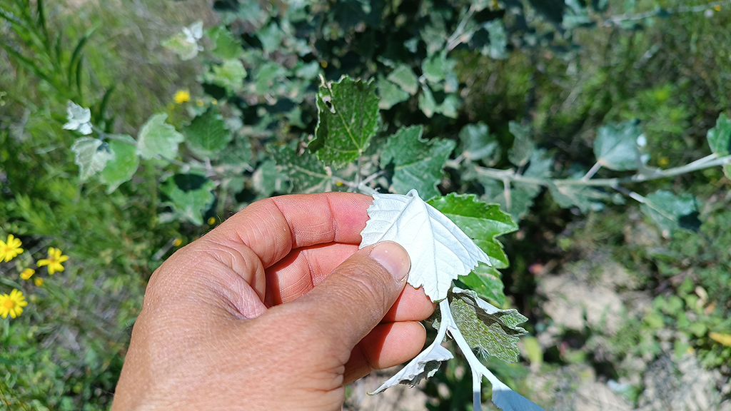 El nou bosc de ribera de la capçalera de la Baells comença a submergir-se sota l'aigua | VIDEO | bosc, sequera