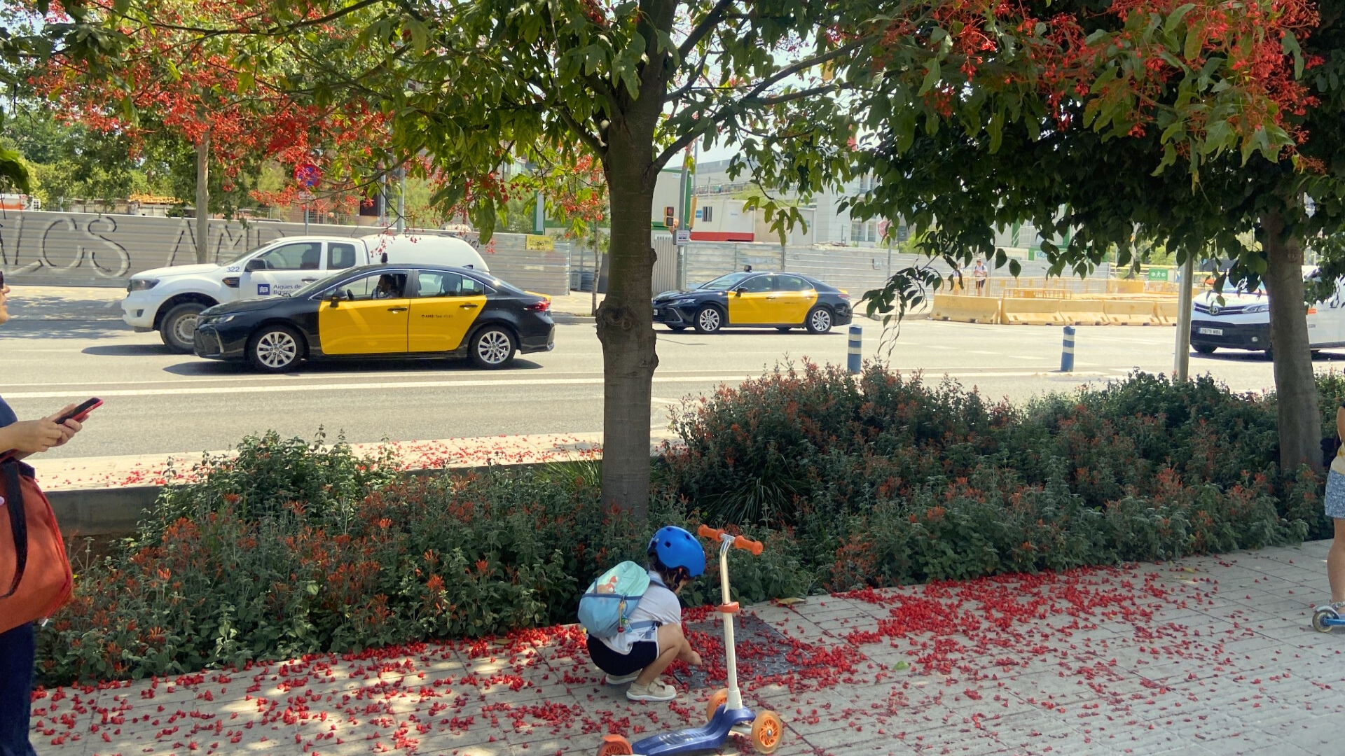 arbre foc floreix Barcelona juny 2025