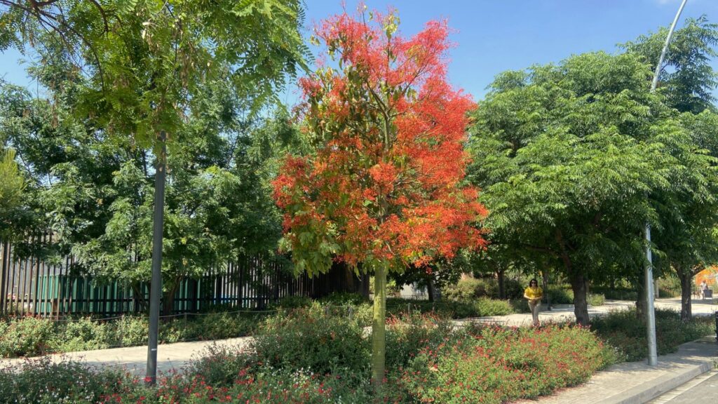arbre foc floreix Barcelona juny 2025_2