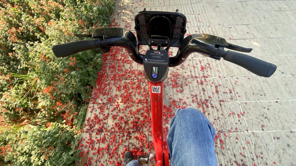 L'arbre del foc "en flames" quan arriba la calor: on trobar-lo a Barcelona | Ajuntament de Barcelona, arbres, Barcelona, Institut Municipal de Parcs i Jardins