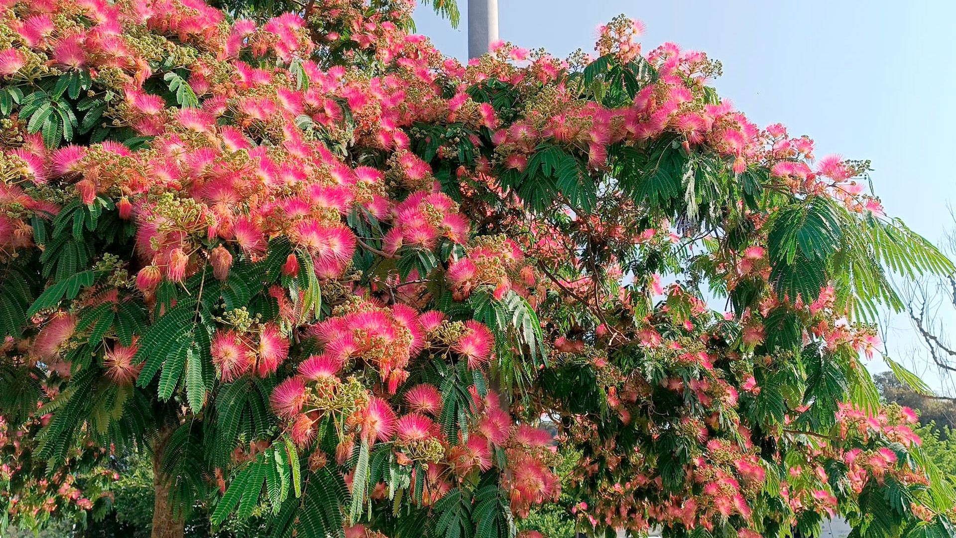 acacia constantinoble flors barcelona