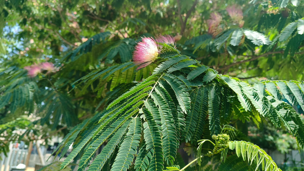 Floreix l'acàcia de Constantinoble, l'arbre que plega les fulles per anar a dormir | arbres, Institut Municipal de Parcs i Jardins, Parc de la Ciutadella