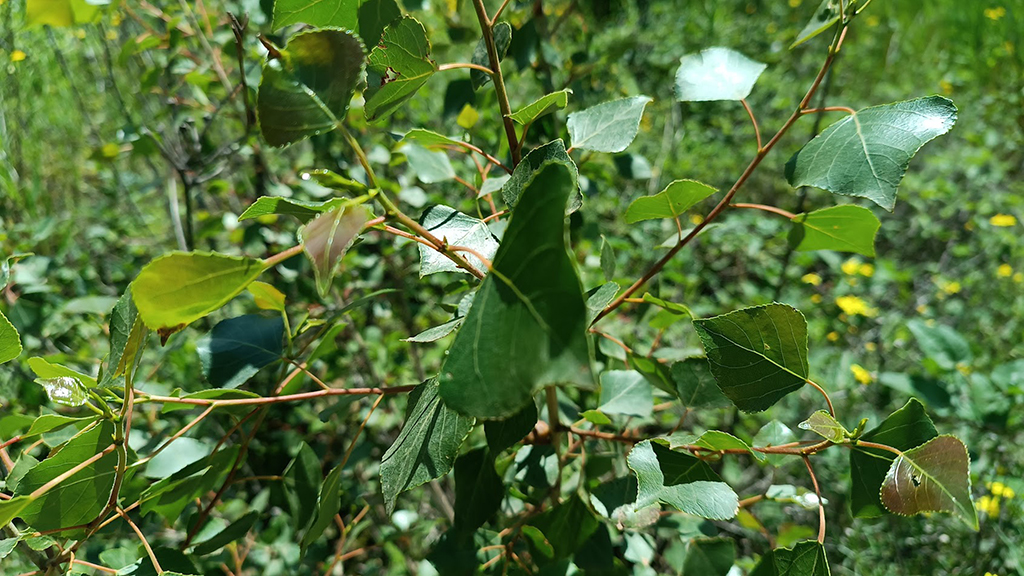 El nou bosc de ribera de la capçalera de la Baells comença a submergir-se sota l'aigua | VIDEO | bosc, sequera