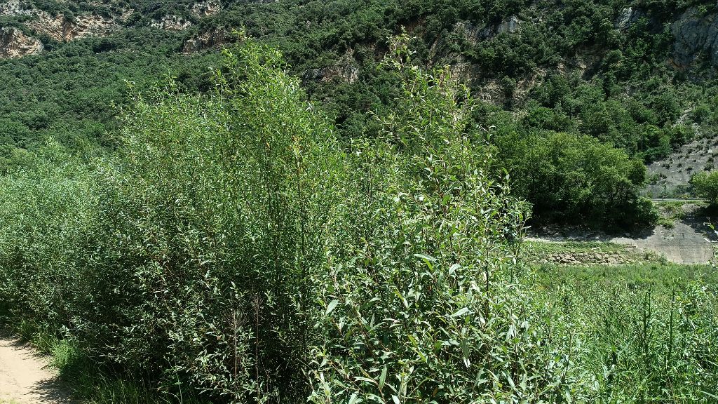 El nou bosc de ribera de la capçalera de la Baells comença a submergir-se sota l'aigua | VIDEO | bosc, sequera