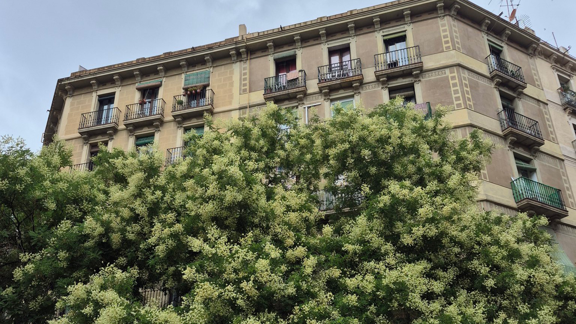 sofora Japó barcelona juliol 2025 refugi meteo