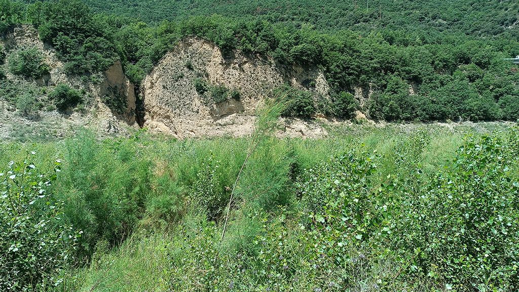 El nou bosc de ribera de la capçalera de la Baells comença a submergir-se sota l'aigua | VIDEO | bosc, sequera