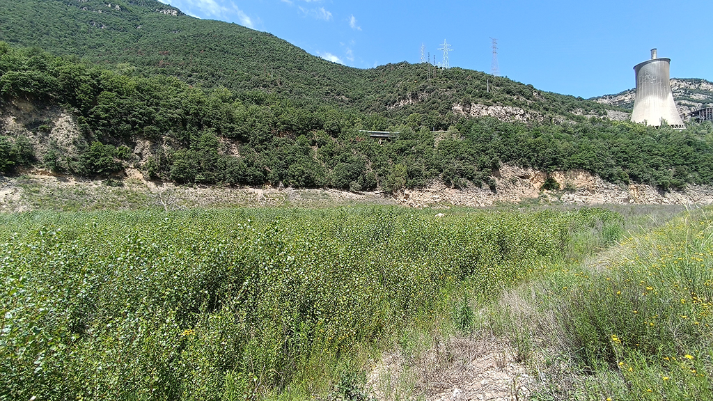 El nou bosc de ribera de la capçalera de la Baells comença a submergir-se sota l'aigua | VIDEO | bosc, sequera
