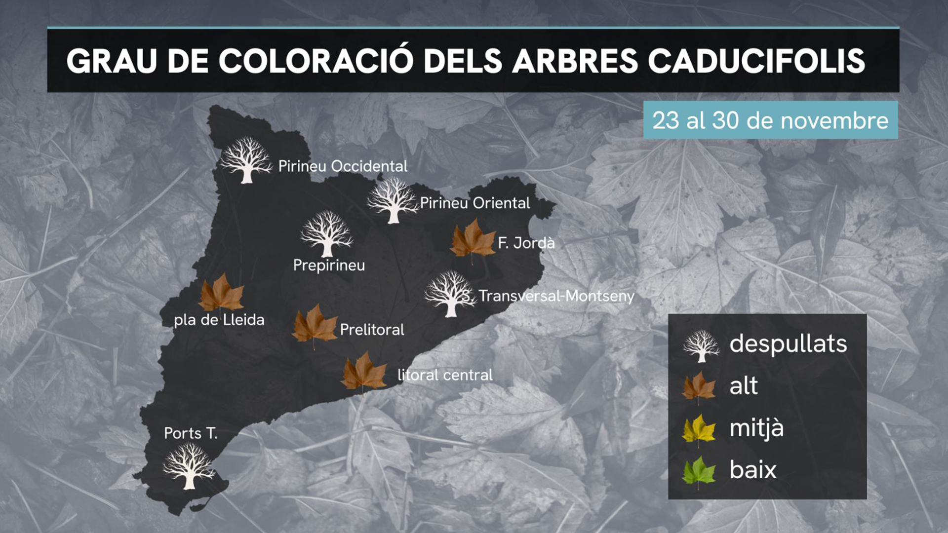 Calendari coloració arbres caducifolis Catalunya 23 al 30 novembre 2024