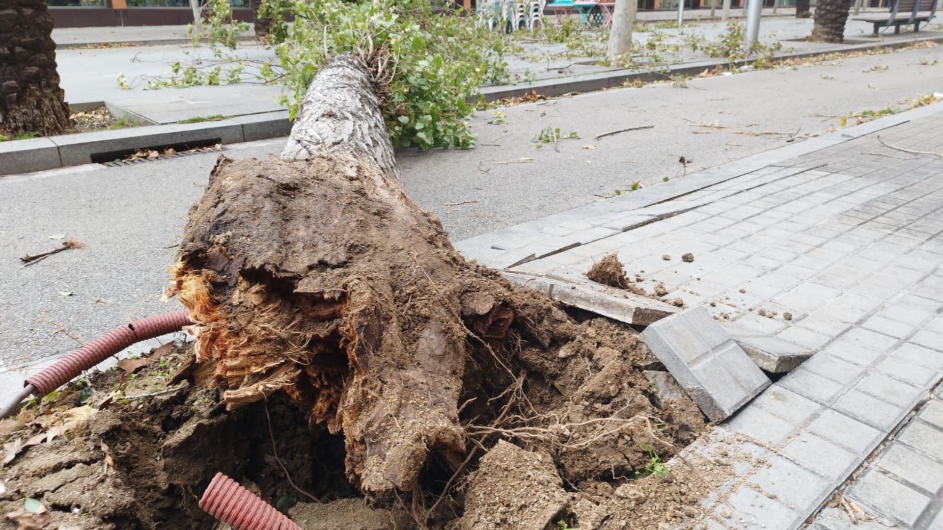 arbre caigut pel vent a Rambla Poblenou