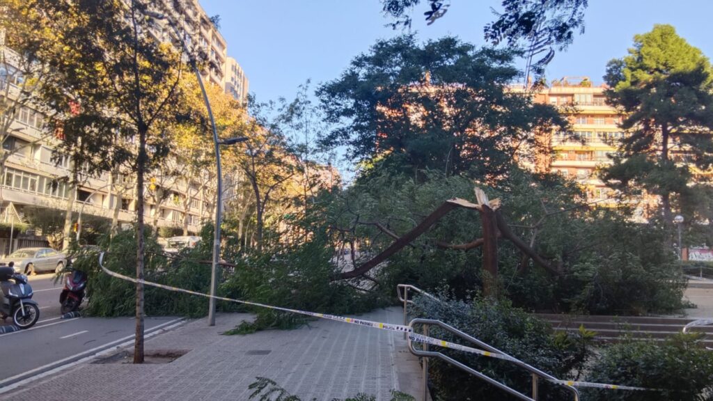 La ressaca del vent a Barcelona: arbres caiguts i 125 sortides dels Bombers | Bombers de Barcelona, vent