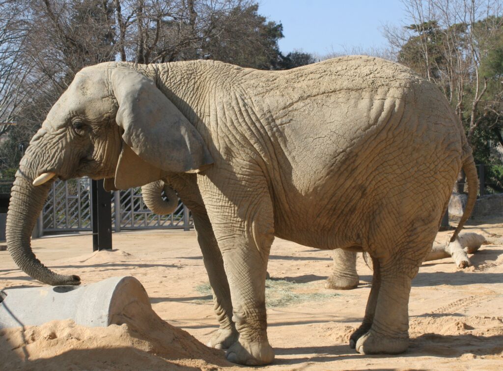 El Zoo de Barcelona tanca per la mort de l'elefanta Yoyo, la més longeva del món | mort, Zoo de Barcelona