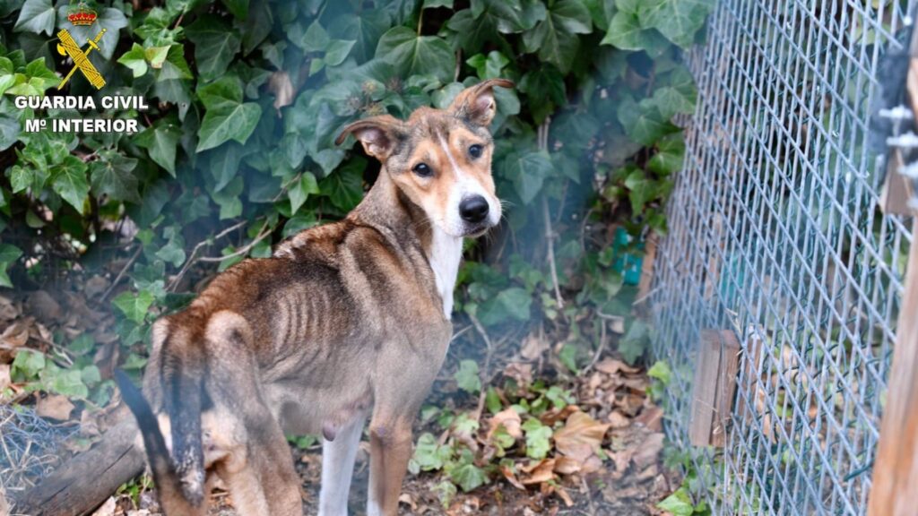 guardia civil denuncia residencia gossos abandonats maltractament