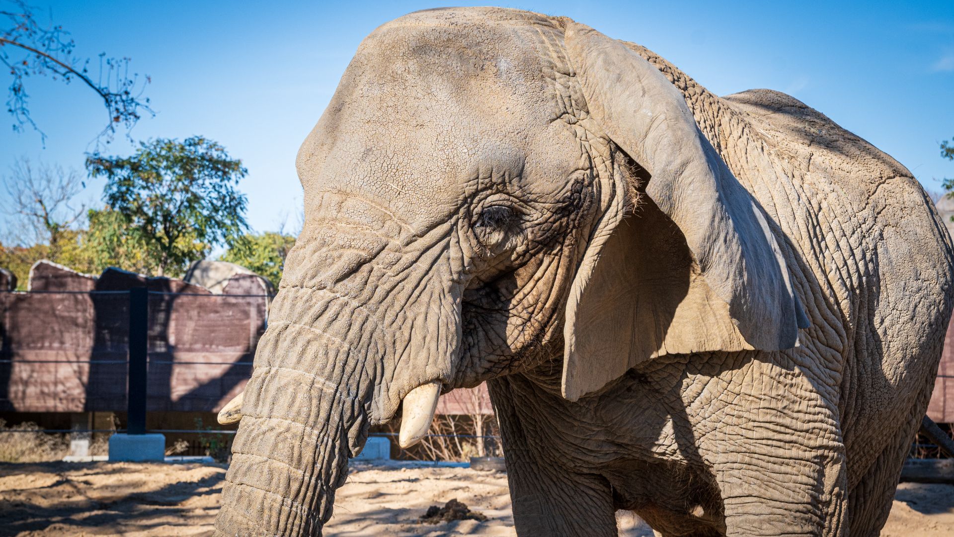 Yoyo, l'elefanta "entranyable i cuidadora" que ha mort amb més de 54 anys al Zoo de Barcelona | animals, mort, Zoo de Barcelona