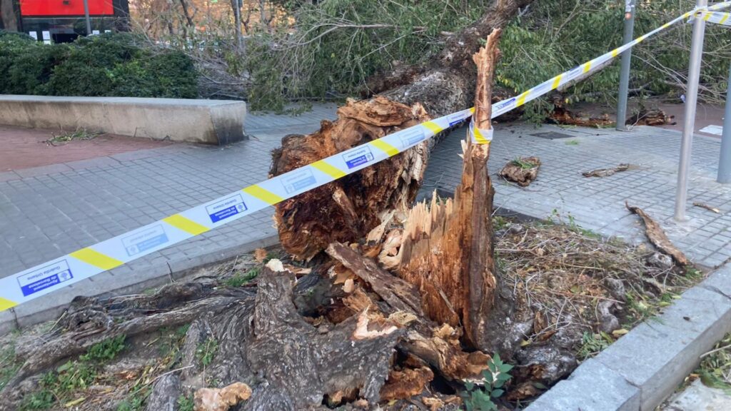 La ressaca del vent a Barcelona: arbres caiguts i 125 sortides dels Bombers | Bombers de Barcelona, vent
