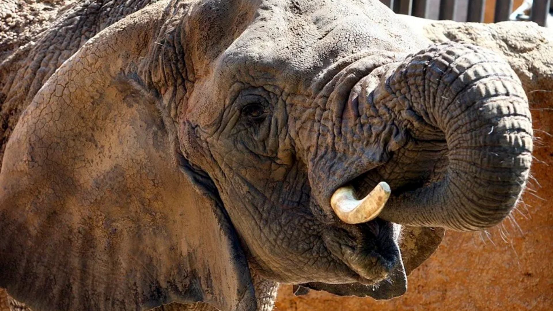 Acusen el Zoo de Barcelona d'haver rebutjat l'ajuda d'experts per tractar l'elefanta Yoyo | animals, denúncies, mort, Zoo de Barcelona