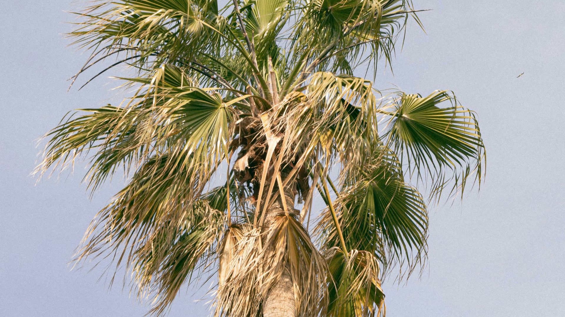 vent palmera