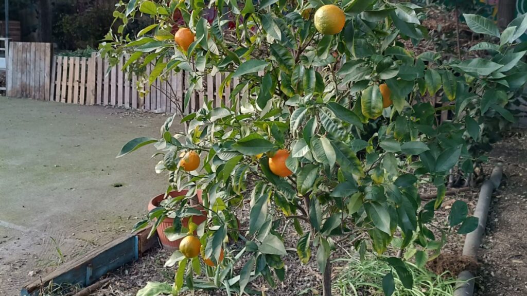 L'espai natural de l'Estació de Magòria crea melmelada de mandarines per defensar l'espai | horts urbans, queixes veïnals