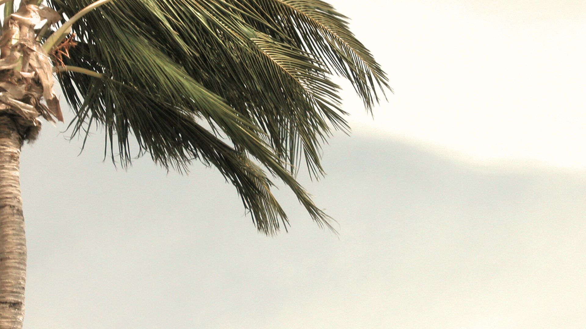 palmera vent