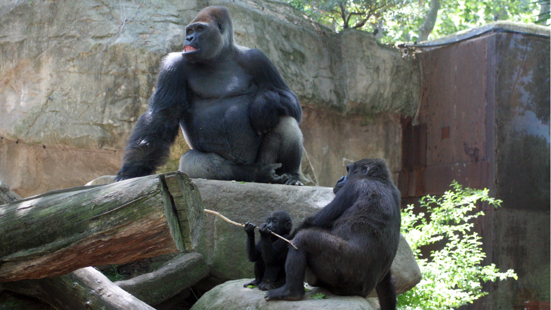zoo goril·les
