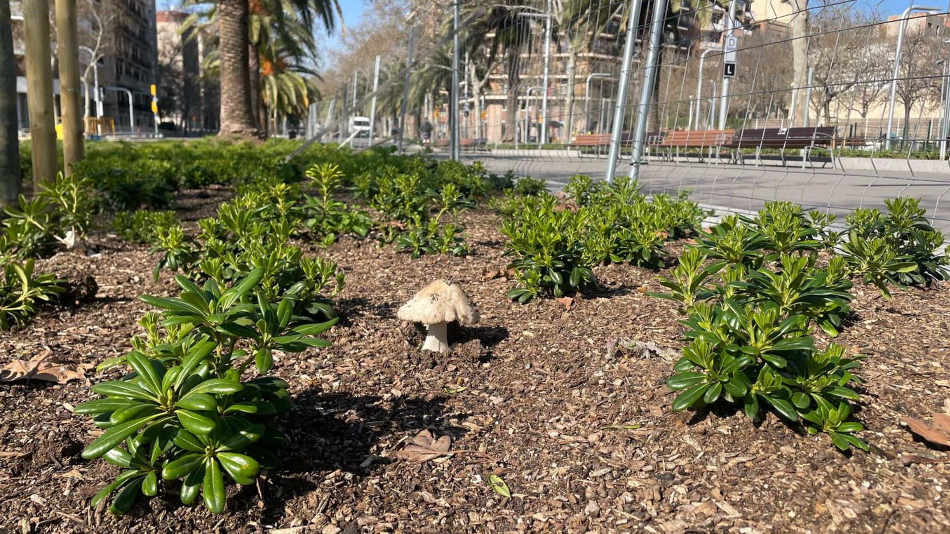 Els bolets proliferen a Barcelona després de les pluges | avinguda Diagonal, betevé directe, plantes, pluges