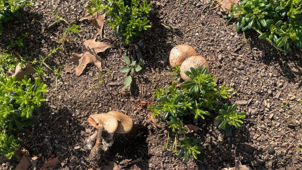 Els bolets proliferen a Barcelona després de les pluges | avinguda Diagonal, betevé directe, plantes, pluges