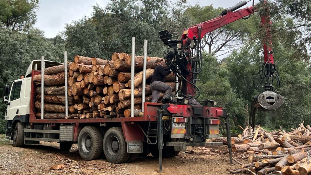 Es talen uns 300 arbres morts o amb risc de caiguda afectats per la sequera a Collserola | arbres, Collserola, Parc Natural de Collserola, queixes veïnals
