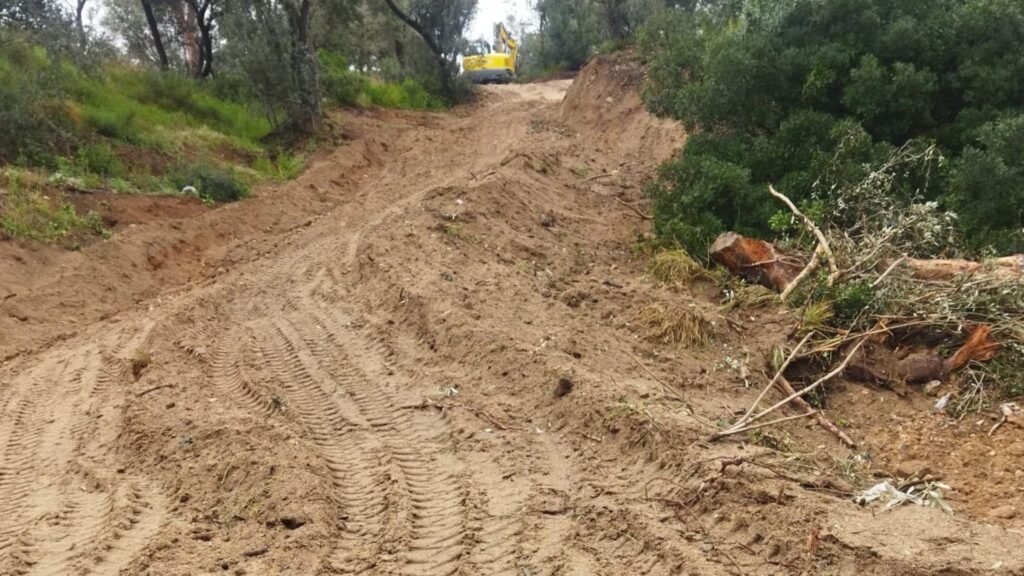 Es talen uns 300 arbres morts o amb risc de caiguda afectats per la sequera a Collserola | arbres, Collserola, Parc Natural de Collserola, queixes veïnals
